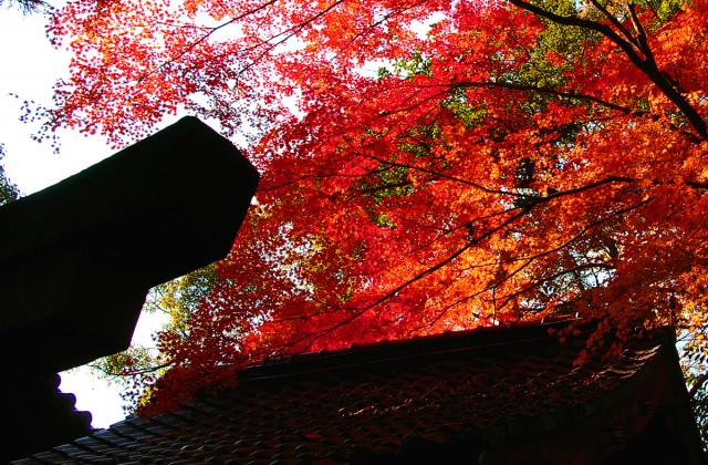 岡崎神社ギャラリー